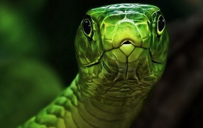 Green snake head