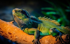Lizard Iguana
