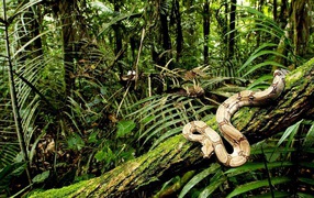 Питон ползет по дереву