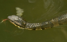 Snake floating on water
