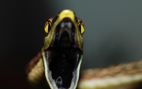 Открытая пасть змеи