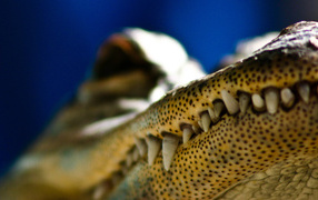 The teeth of a crocodile