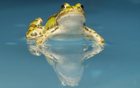 Yellow frog in the water