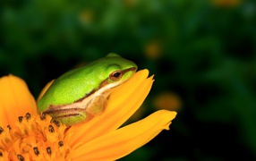 	 A frog in a yellow flower