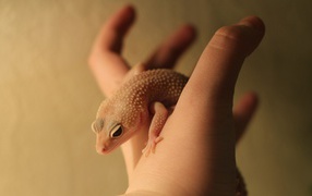 	 Lizard on his hand