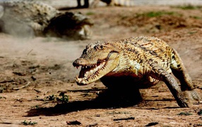 Крокодил бежит по земле