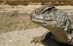 Взгляд ящерицы