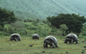 Стадо гигантских черепах