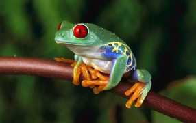 	   Colorful frog