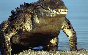 Крокодил выходит из воды
