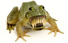 	   Fanged frog