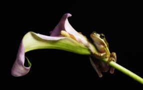 Лягушка на цветке