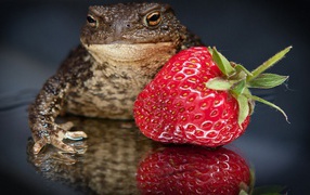 	   Frog with strawberries
