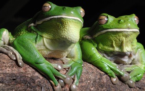 	   Green frog