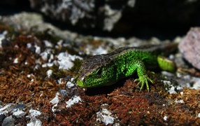 	   Green lizard