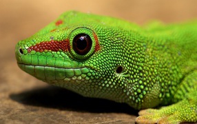 Голова зеленой ящерицы
