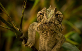 	   Lizard chameleon