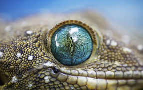	   Lizard eyes