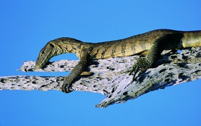 	   Lizard on a blue background