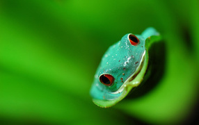 	   Muzzle frogs