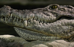 	   The head of a crocodile
