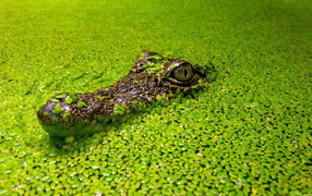 	   The head of a crocodile