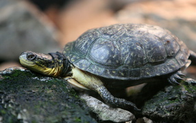 Черепаха на камнях