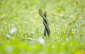Две змеи на зеленой траве