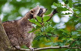 Raccoon sitting on a branch