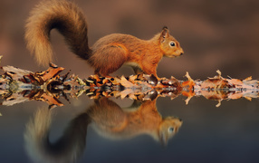 Squirrel and its reflection