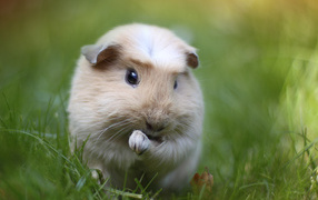 The Guinea pig on the grass