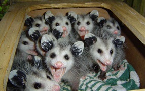 	   Possums in the box