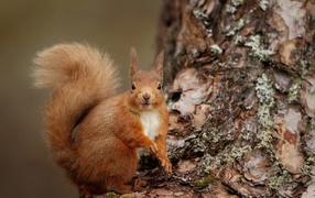 	   Red squirrel