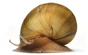 Horned snail