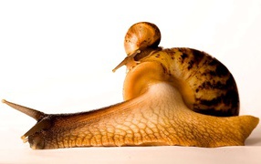 Улитки на белом фоне