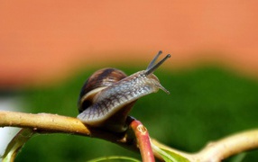 	  Snail on a branch