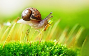 	   Snail on the grass