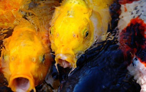 Пара желтых рыб