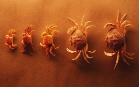 Крабы выстроились по росту