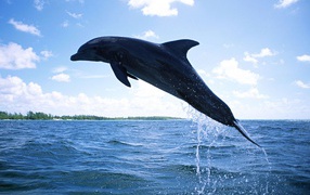 Плавающий дельфин