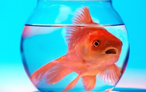 Не волнуйся