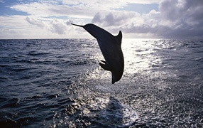 Jumping Dolphin