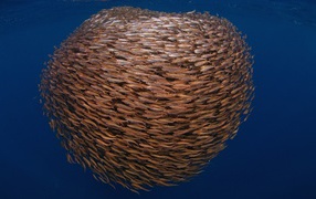 Большой косяк рыбы