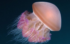 Медуза Индонезии