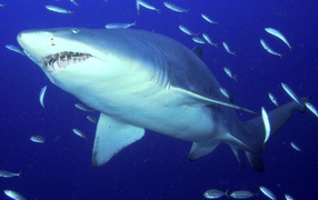 Predator sand tiger shark