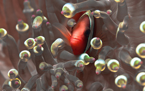 Красная глазастая рыбка