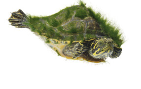 Морская черепаха покрытая мохом