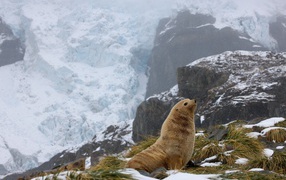 The seal in the mountains