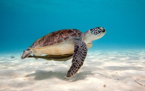 Черепаха под водой