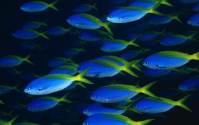 	   A flock of blue fish
